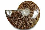 Polished Ammonite (Cleoniceras) Fossil - Madagascar #283331-1